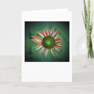 Coneflower, card