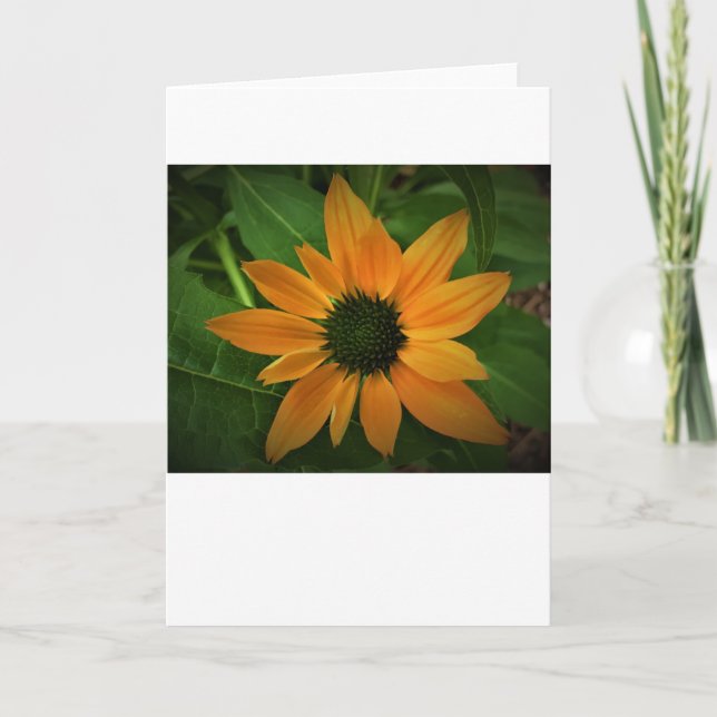 Coneflower, card (Front)