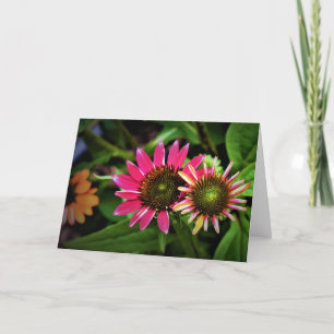 Coneflower, card
