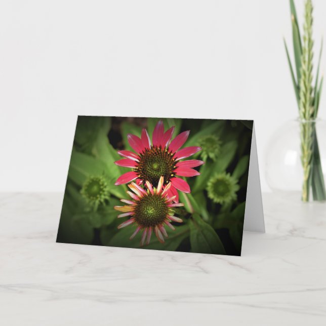 Coneflower, card (Front)