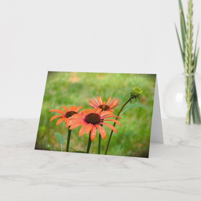 Coneflower, card (Front)