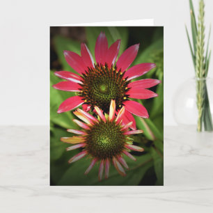 Coneflower, card