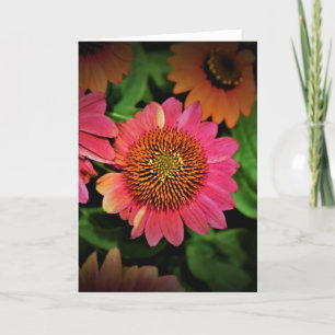 Coneflower, card