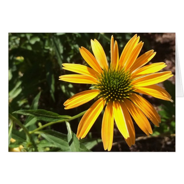 Coneflower, Card (Front Horizontal)