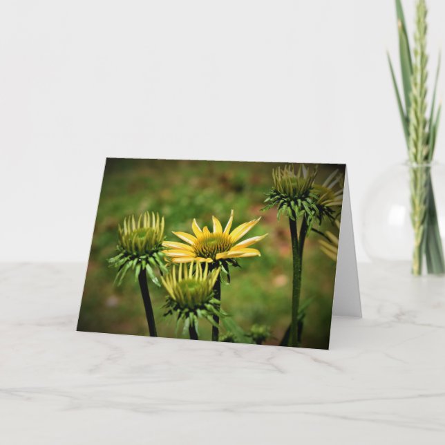 Coneflower, card (Front)