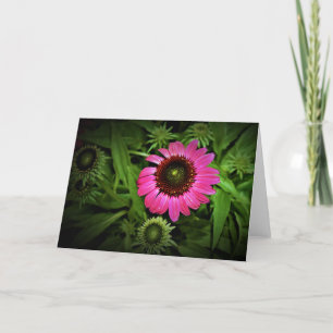 Coneflower, card