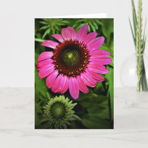 Coneflower, card