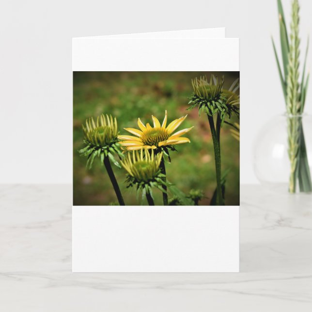 Coneflower, card (Front)
