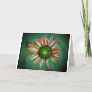 Coneflower, card
