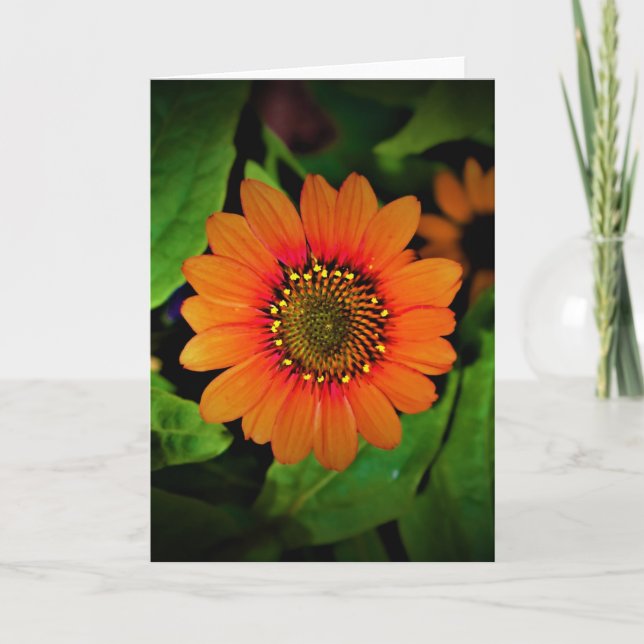Coneflower, card (Front)
