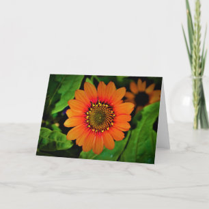 Coneflower, card