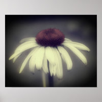 Coneflower Daisy Black And White Partial Colour 