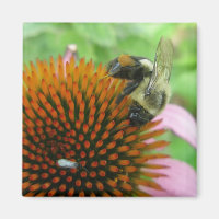 Coneflower & Eastern Carpenter Bee Items