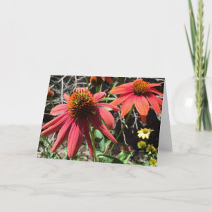 Coneflower Greeting Card