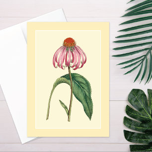Coneflower Illustration Blank Card