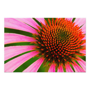 Coneflower Photo Print