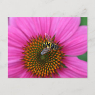 Coneflower  postcard