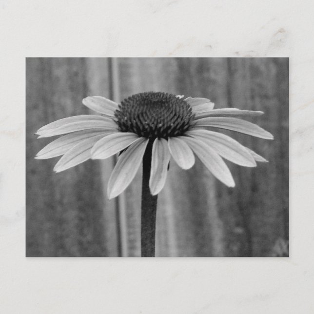 Coneflower Postcard (Front)