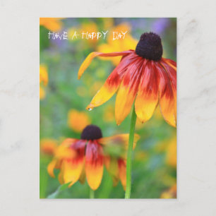 Coneflower Postcard