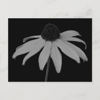 Coneflower Postcard