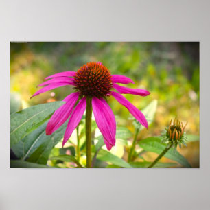Coneflower Poster