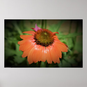 Coneflower, Poster