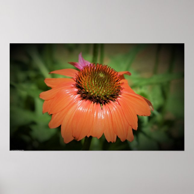 Coneflower, Poster (Front)