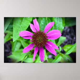 Coneflower, Poster