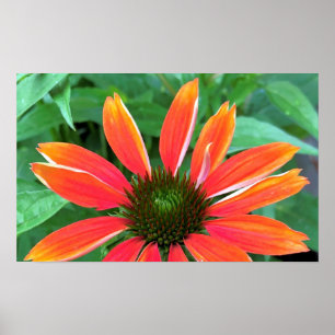 Coneflower, Poster