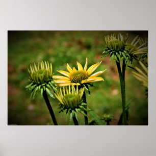 Coneflower, Poster