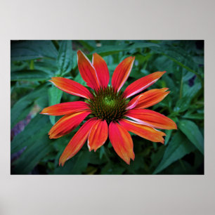 Coneflower, Poster