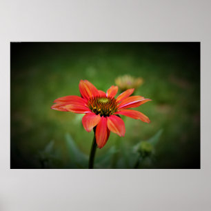 Coneflower, Poster