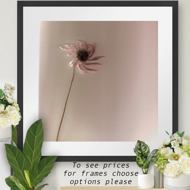 ConeFlower Poster (Creator Uploaded)