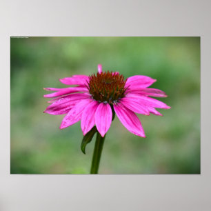 Coneflower, Poster
