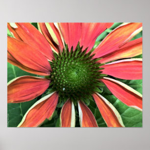Coneflower, Poster