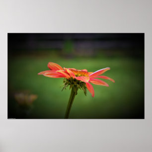 Coneflower, Poster