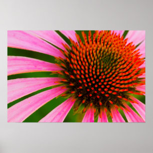 Coneflower Poster