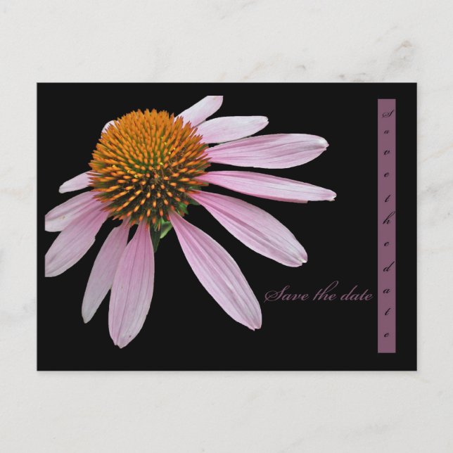 Coneflower Save the Date Announcement Postcard (Front)