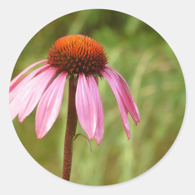Coneflower Sticker (Front)