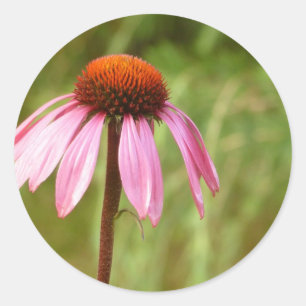 Coneflower Sticker