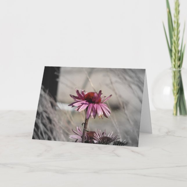 Coneflowers Card (Front)