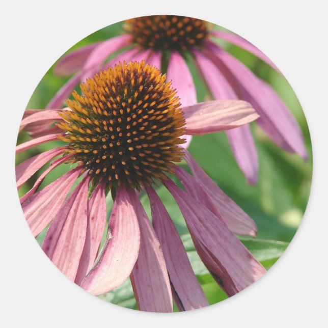 Coneflowers Classic Round Sticker (Front)