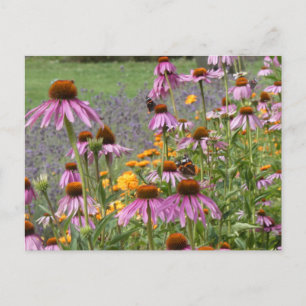 Coneflowers & Colourful Wildflowers DIY Postcard