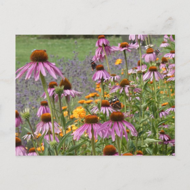 Coneflowers & Colourful Wildflowers DIY Postcard (Front)