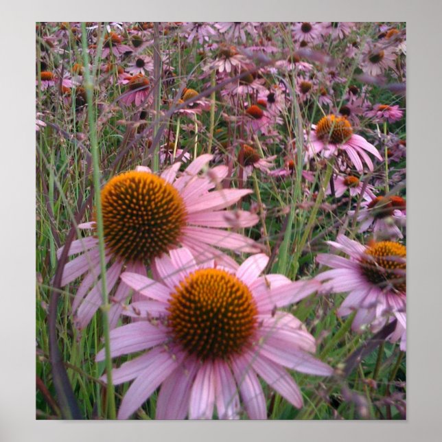 Coneflowers Poster (Front)