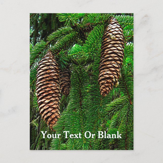 Cones And Needles Postcard (Front)