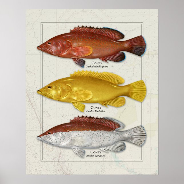 Coney Grouper with Colour Variations Poster (Front)