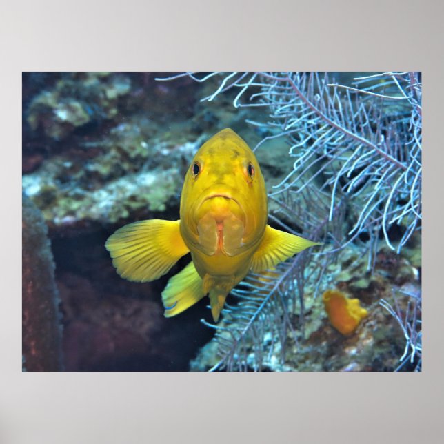 Coney in Yellow Poster (Front)