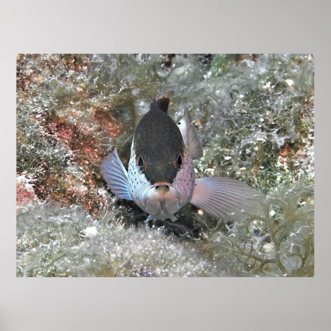 Coney Poster (Front)