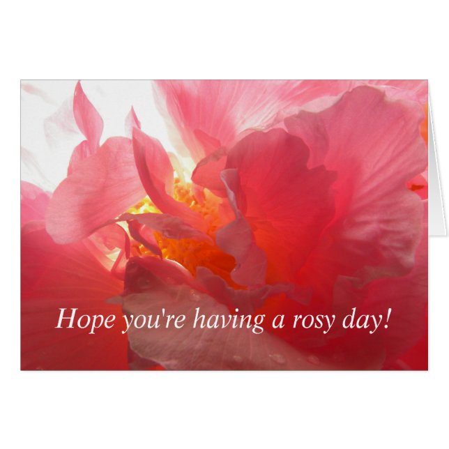 Confederate Rose (Front Horizontal)